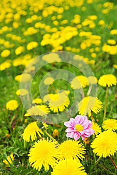 Dandelion meadow