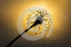 Dandelion on the meadow