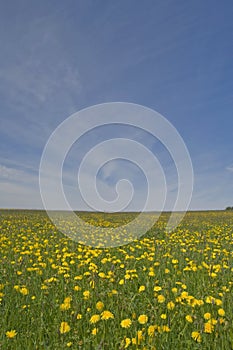 Dandelion meadow