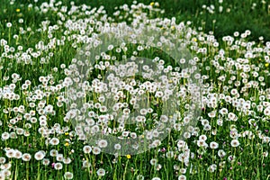 Dandelion meadow