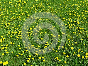 Dandelion meadow