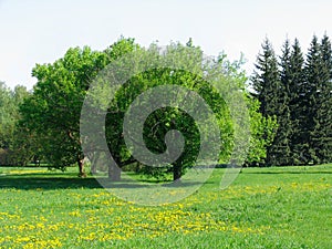 Dandelion meadow