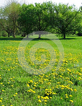 Dandelion meadow