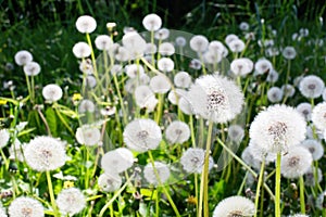 Dandelion meadow