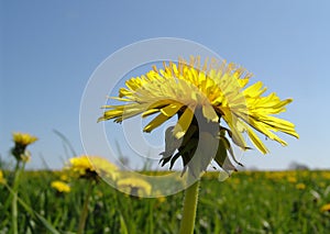 dandelion meadow