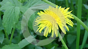 Dandelion in the meadow.