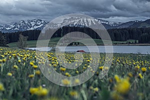 Dandelion meadow at the attlesee