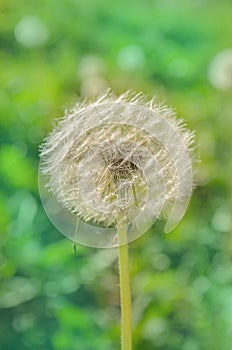 Dandelion on the meadow background