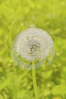 Dandelion on the meadow background