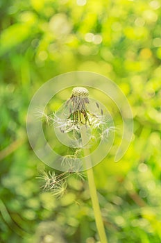 Dandelion on the meadow background