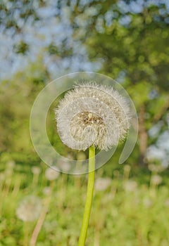 Dandelion on the meadow background