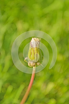 Dandelion on the meadow background