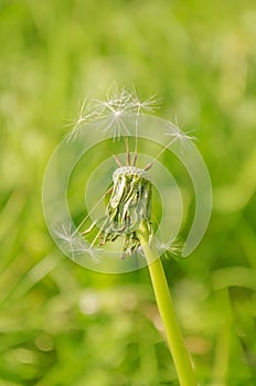 Dandelion on the meadow background