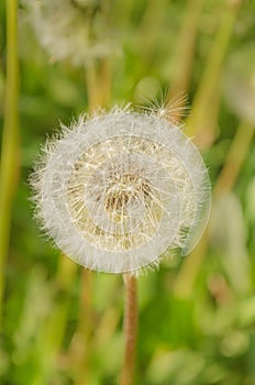 Dandelion on the meadow background