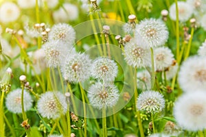 Dandelion in the meadow, blooming flower field, honey color in the grass