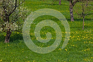 dandelion meadow blossoming