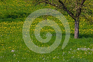 dandelion meadow blossoming