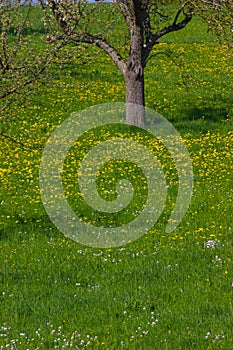 dandelion meadow blossoming