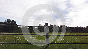 Dandelion meadow. field with grass and blossoms. moving view along the wooden fence in the countryside