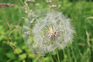 Dandelion on a meadow in the nature