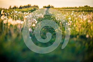 dandelion meadow and path background