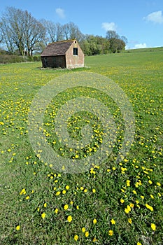 Dandelion meadow with shed in background