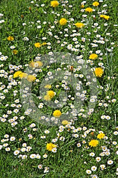 Dandelion in the meadow