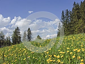 Dandelion meadow in spring