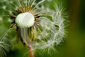 Dandelion at the meadow spring pollination seeds