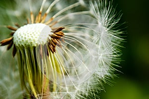 Dandelion at the meadow spring pollination seeds