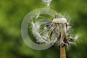 Dandelion at the meadow spring pollination seeds