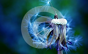 Dandelion at the meadow spring pollination seeds in blue color