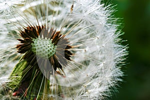 Dandelion at the meadow spring pollination seeds in green color