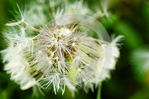 Dandelion at the meadow spring pollination seeds in green color