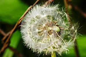 Dandelion at the meadow spring pollination seeds in green color