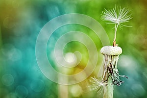 Dandelion at the meadow spring pollination seeds in green color