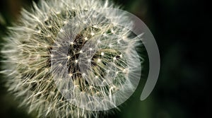 Dandelion at the meadow spring pollination seeds in green color