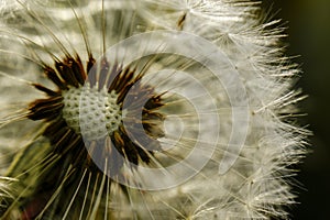 Dandelion at the meadow spring pollination seeds in green color