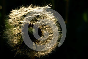 Dandelion at the meadow spring pollination seeds in green color sun light