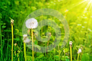 Dandelion on the meadow at sunlight background.