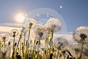 Dandelion meadow. The wind blows away the dandelion seeds. Backlight sunlight