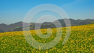 Dandelion meadows in Orendain, Euskadi