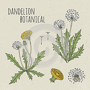 Dandelion medical botanical isolated illustration. Plant, flowers, leaves, seed, root hand drawn set. Vintage colorful