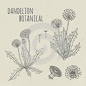 Dandelion medical botanical isolated illustration. Plant, flowers, leaves, seed, root hand drawn set. Vintage outline