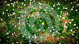 A dandelion in the middle of daisy flowers