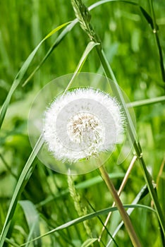 Dandelion in the middle of a field with tall grass