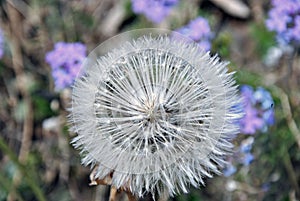 A dandelion in the middle of the garden