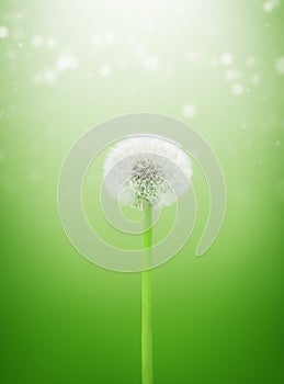 Dandelion in the morning sunlight on fresh green background