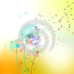 Dandelion on multicolored background - vector.