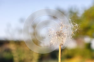 Dandelion on natural background.